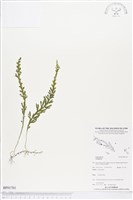 登錄號:BP01701藏品圖，第1張