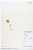 網脈瓶爾小草藏品圖，第1張