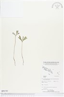 登錄號:BP01703藏品圖，第1張