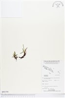 登錄號:BP01704藏品圖，第1張