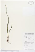 登錄號:BP01705藏品圖，第1張