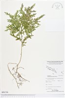 登錄號:BP01706藏品圖，第1張