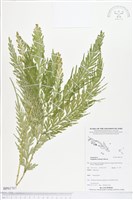 登錄號:BP01707藏品圖，第1張