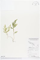 登錄號:BP01709藏品圖，第1張