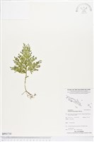 登錄號:BP01710藏品圖，第1張