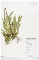 登錄號:BP01711藏品圖，第1張