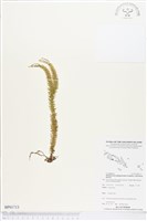 登錄號:BP01713藏品圖，第1張