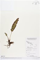 登錄號:BP01715藏品圖，第1張