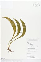 登錄號:BP01716藏品圖，第1張