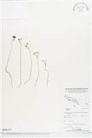 登錄號:BP01717藏品圖，第1張