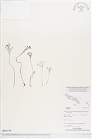 登錄號:BP01718藏品圖，第1張