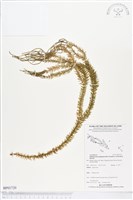 登錄號:BP01720藏品圖，第1張