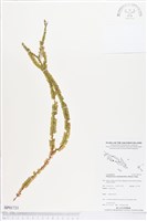 登錄號:BP01721藏品圖，第1張
