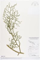 過山龍藏品圖，第1張