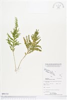 登錄號:BP01723藏品圖，第1張