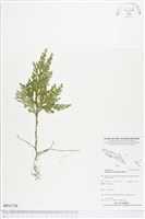 登錄號:BP01726藏品圖，第1張