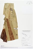 臺灣山蘇花藏品圖，第1張