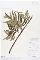 登錄號:BP01728藏品圖，第1張