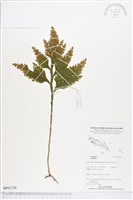 登錄號:BP01730藏品圖，第1張