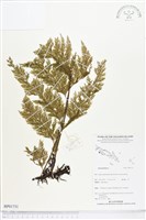 登錄號:BP01731藏品圖，第1張