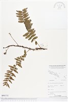 登錄號:BP01732藏品圖，第1張