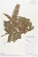 登錄號:BP01734藏品圖，第1張