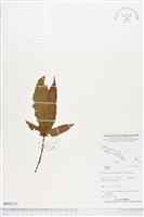 登錄號:BP01737藏品圖，第1張