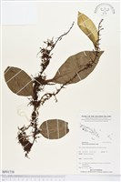 登錄號:BP01738藏品圖，第1張