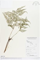 登錄號:BP01739藏品圖，第1張