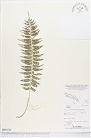 登錄號:BP01741藏品圖，第1張