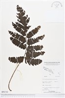 登錄號:BP01742藏品圖，第1張