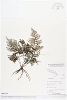 登錄號:BP01744藏品圖，第1張