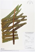 登錄號:BP01749藏品圖，第1張