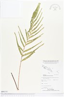 登錄號:BP01751藏品圖，第1張