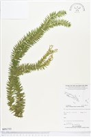 登錄號:BP01753藏品圖，第1張