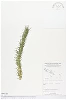 登錄號:BP01754藏品圖，第1張