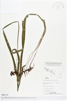 登錄號:BP01755藏品圖，第1張