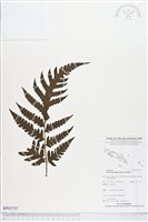 登錄號:BP01757藏品圖，第1張