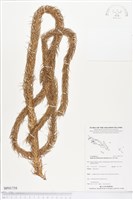 登錄號:BP01758藏品圖，第1張