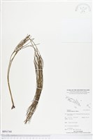 松葉蕨藏品圖，第1張