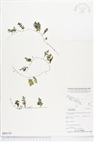 登錄號:BP01761藏品圖，第1張