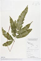 登錄號:BP01762藏品圖，第1張