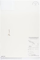 登錄號:BP01765藏品圖，第1張