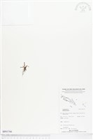 登錄號:BP01766藏品圖，第1張