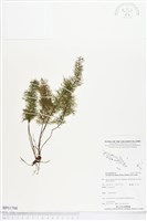 登錄號:BP01768藏品圖，第1張