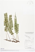 登錄號:BP01769藏品圖，第1張