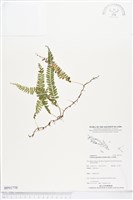 登錄號:BP01770藏品圖，第1張