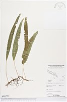 登錄號:BP01772藏品圖，第1張