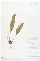 登錄號:BP01773藏品圖，第1張
