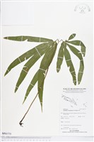 登錄號:BP01775藏品圖，第1張